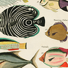 What fish can teach us about mental disorders