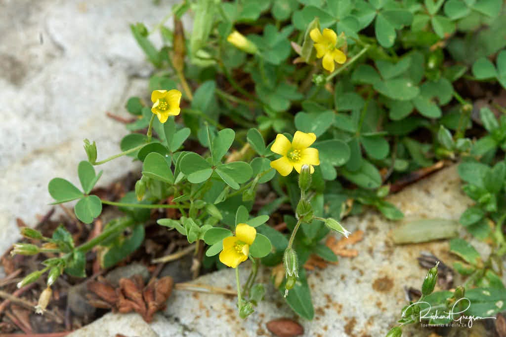 Upright Yell ow Wood Sorrel - Oxalis stricta