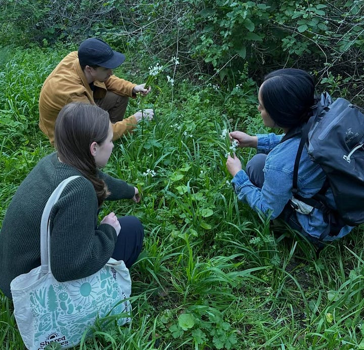 three people bending down to pick leeks and a close up of a wild leek
