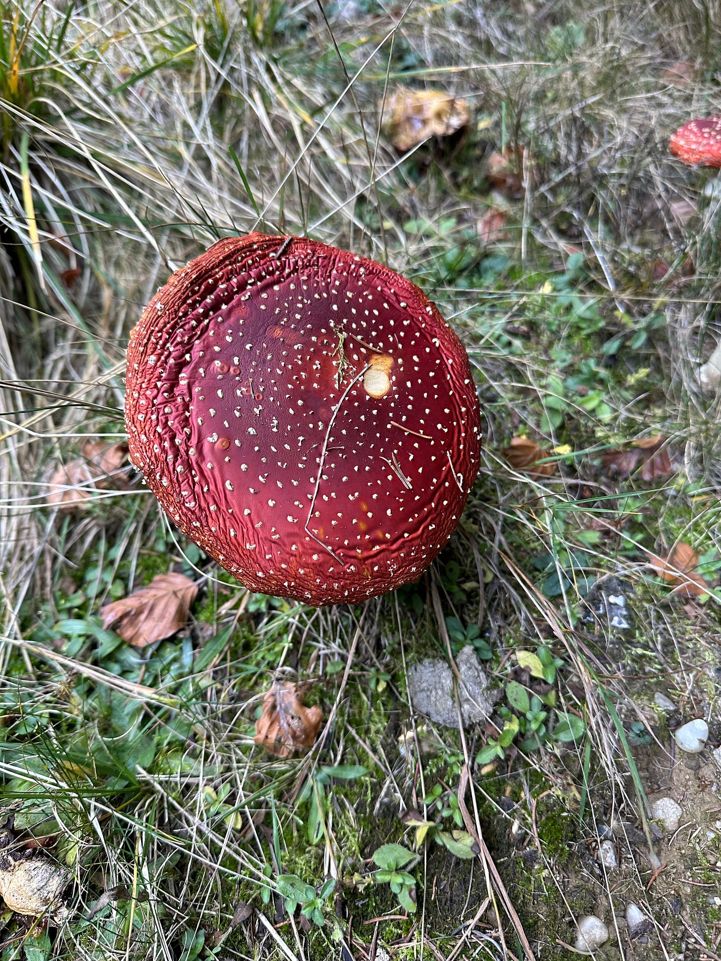 big bright red poisonous mushrooms in the Carpathians