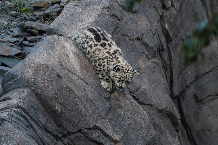 An adult snow leopard climbs a rock while a cub follows, then the cub descends again.