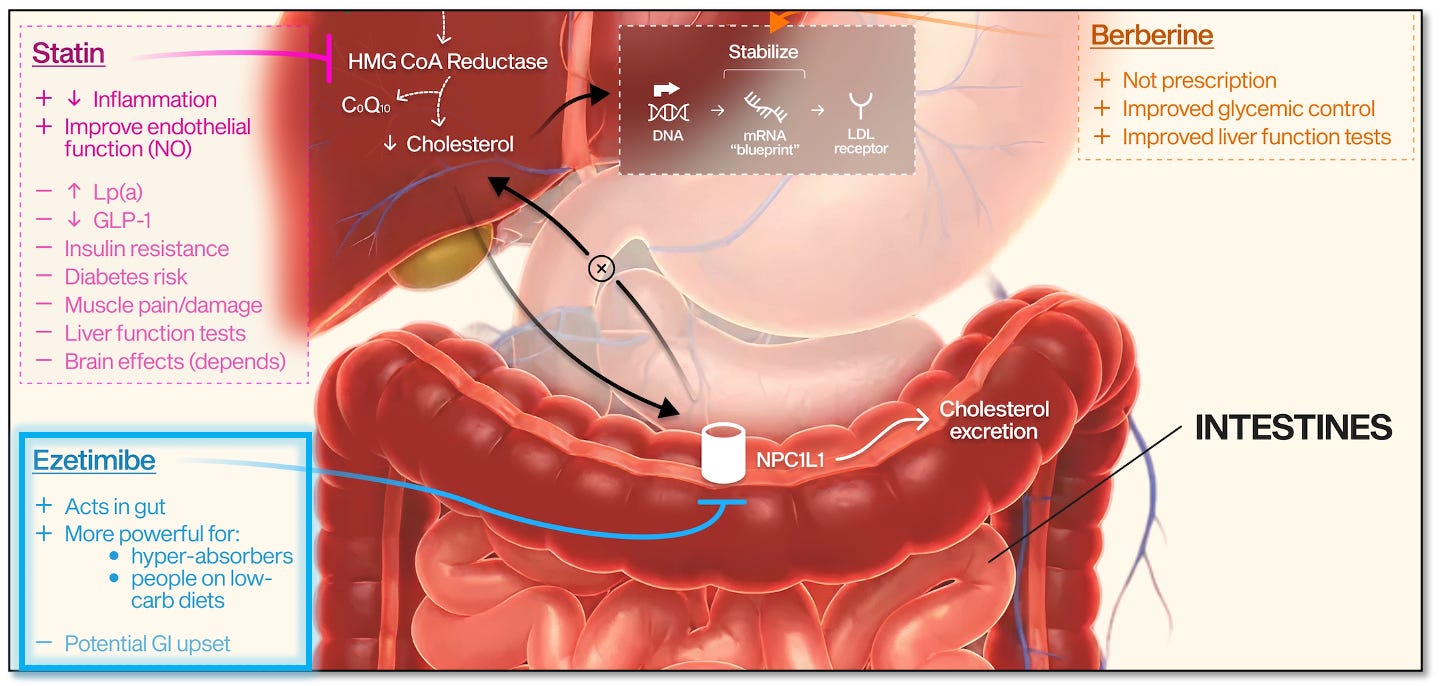 I Changed My Mind on Cholesterol Medications (After 7 Years)
