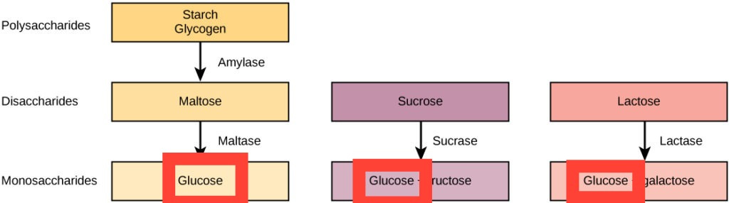 Digestive System Processes | Biology for Majors II