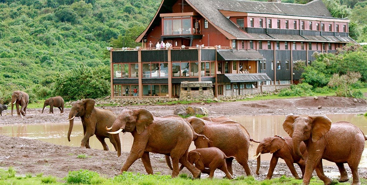 The Ark Lodge Aberdare National Park - Kenia - Arenatours ES