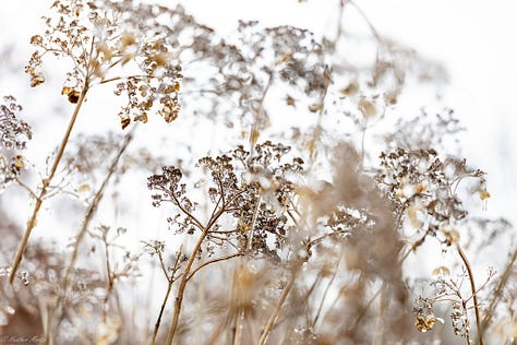 I once dreamed of living several months in the after effects of an ice storm. The simple beauty of the world incased in ice reminds me that creativity is never up to me, but is an ongoing natural phenomena. Capturing pieces of it in photo is the best I can do to keep that reminder alive in my soul. 