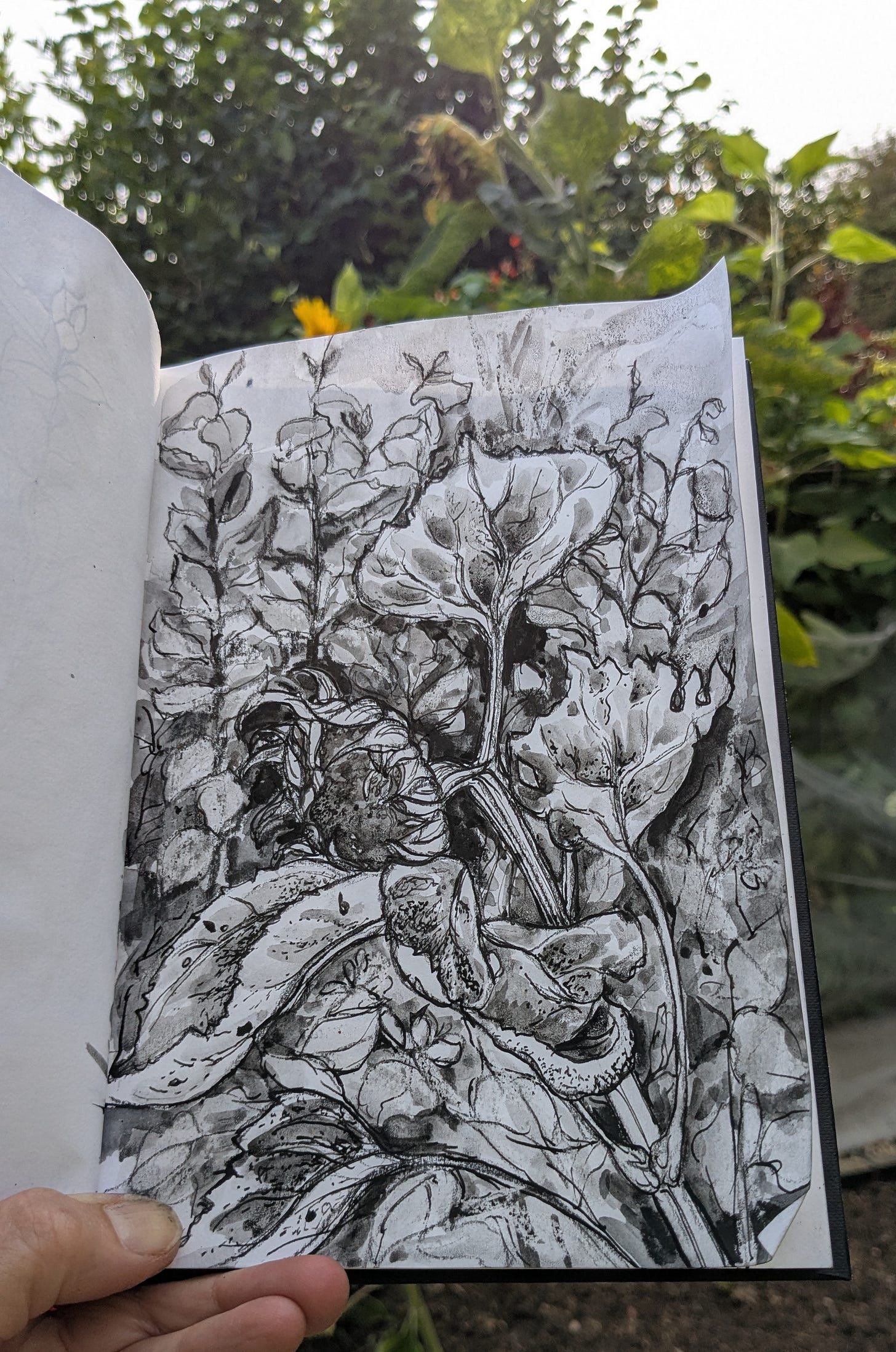 pen and ink drawing of sunflowers pen and ink drawing of sunflowers