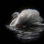 🎀🦢ᰔ's avatar