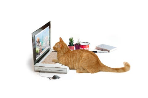 Cat_Scratch_Laptop Cat_Scratch_Laptop