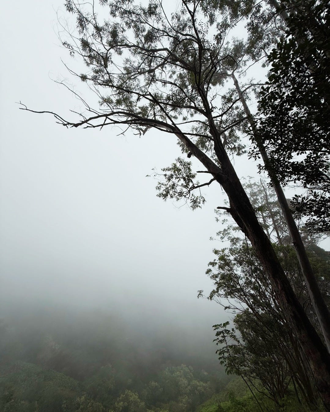 tree-mystery-mist-jungle tree-mystery-mist-jungle