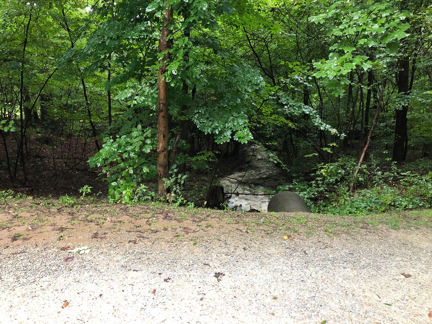 landscape of woods and river running through it