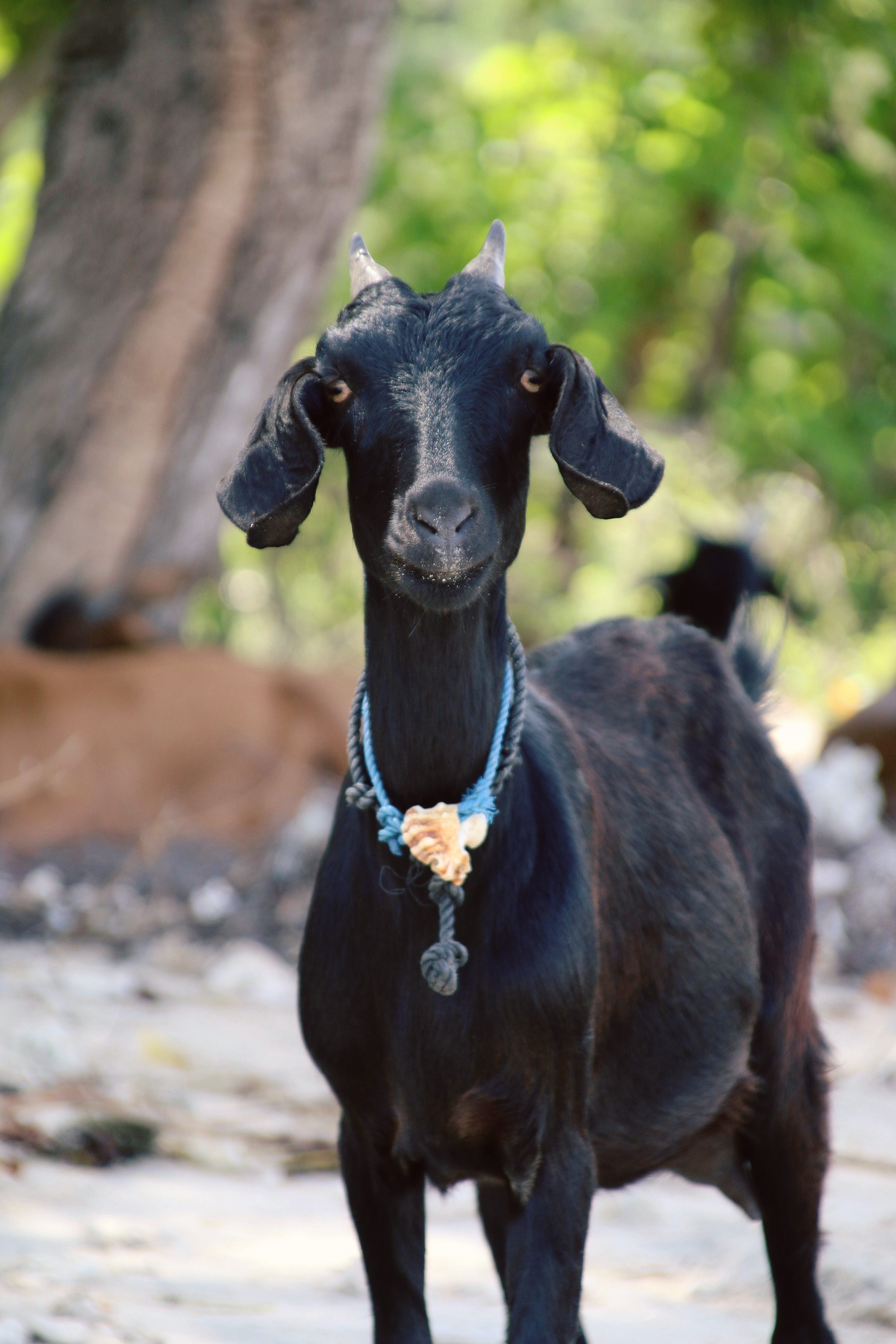 A Billy Goat Named Batty Man - Thais Francis Substack