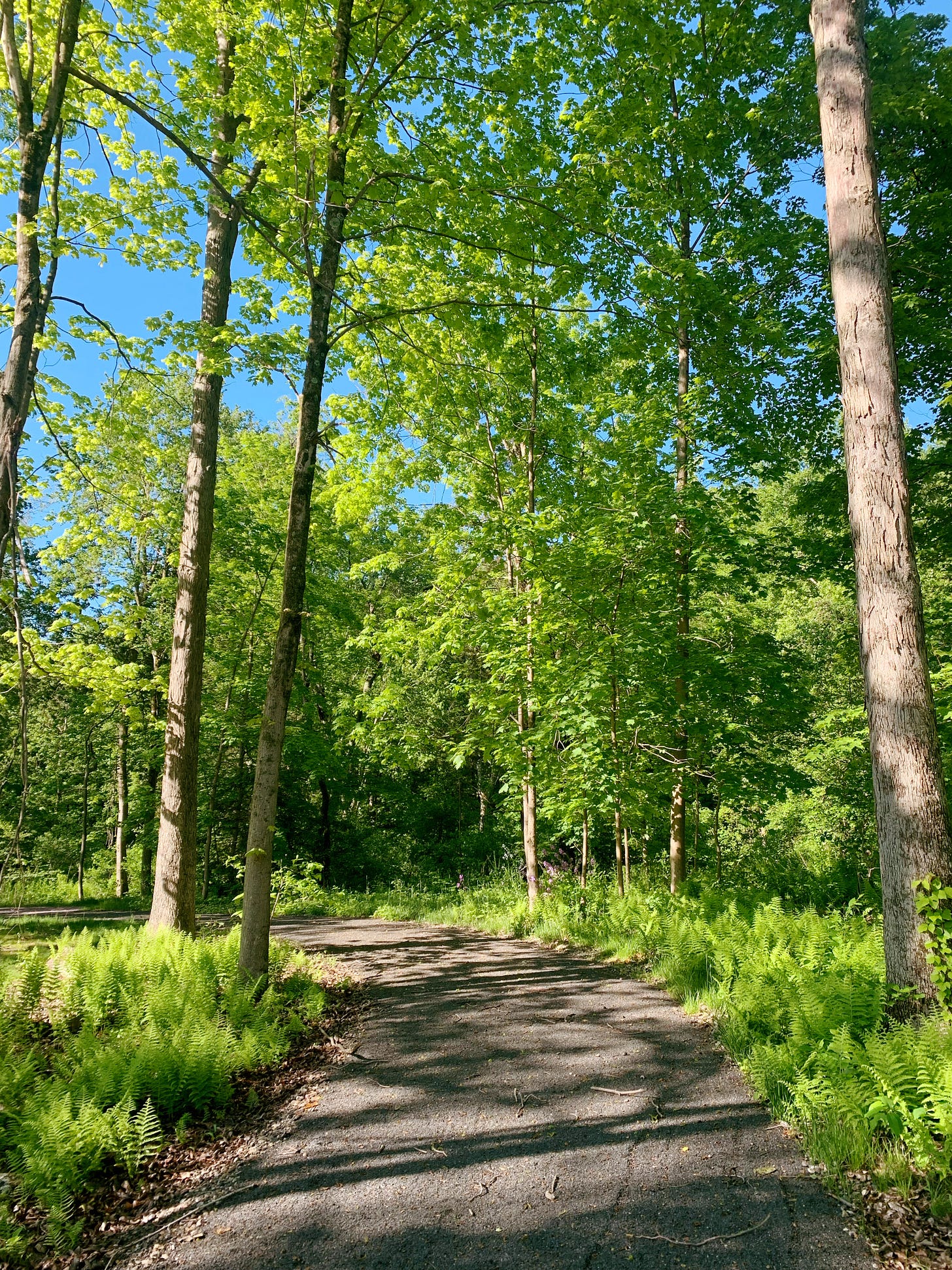 Trail that runs parallel to the sidewalk
