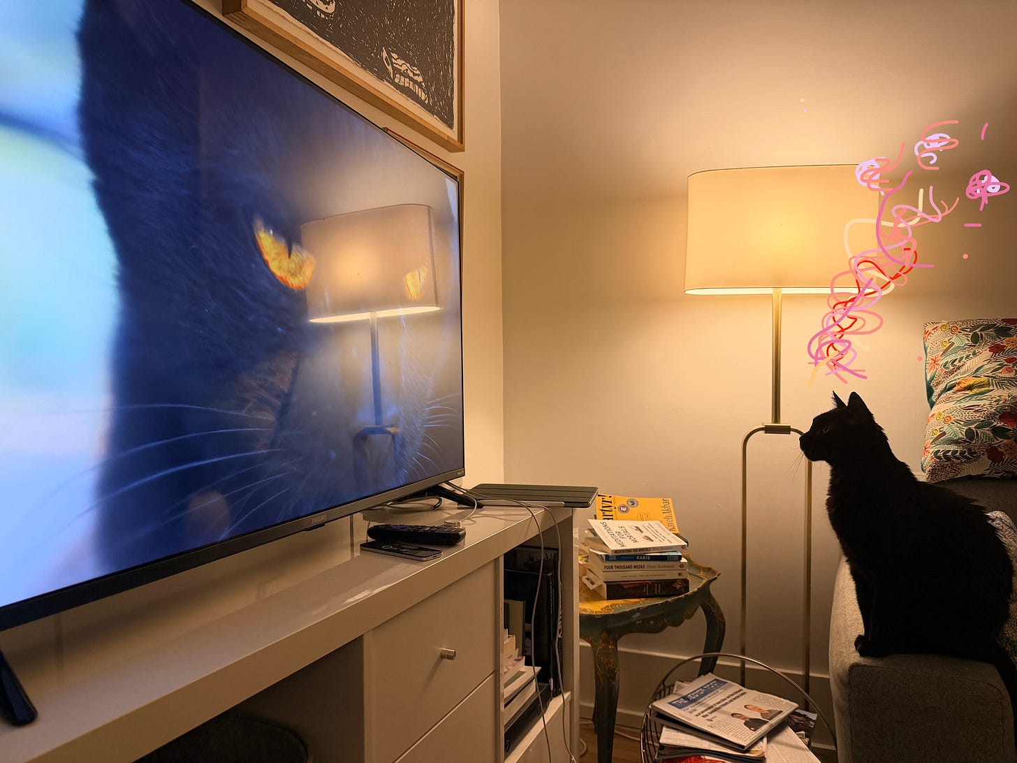 black cat watching another black cat look angrily at him on a tv set