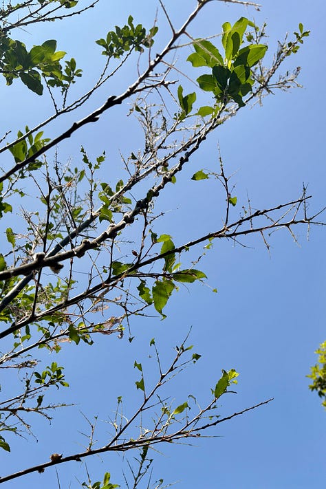 photos of a willow tree with lots of black, spiky caterpillars on it