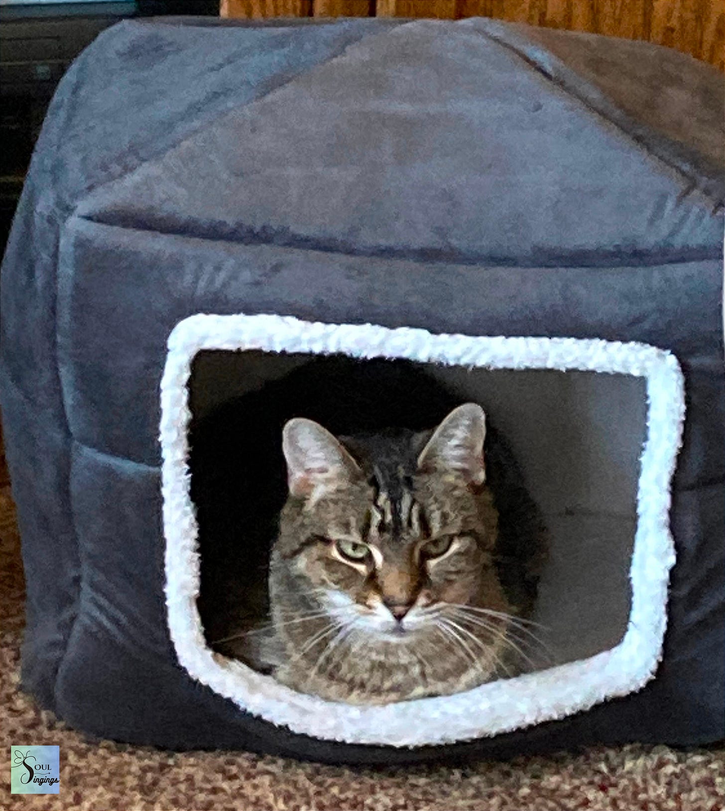 A Cat Named Jazzy