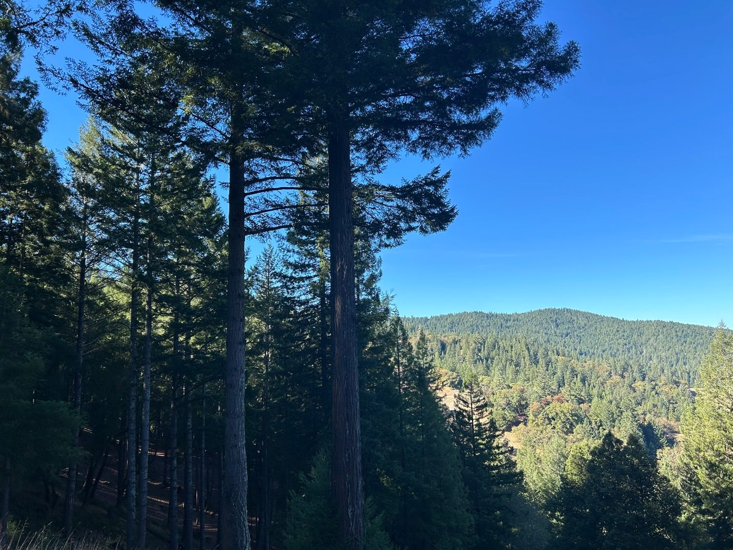 A group of trees in a forest

Description automatically generated