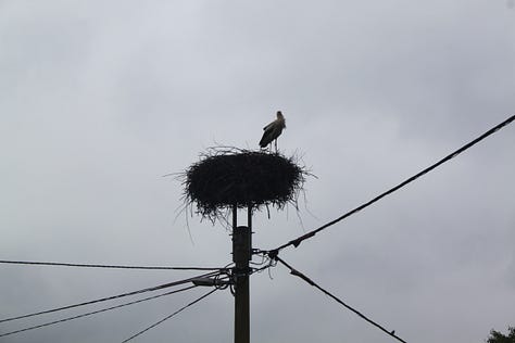 Pictures of cranes and the flooded fields in Lonjsko Polje Nature Park in Croatia