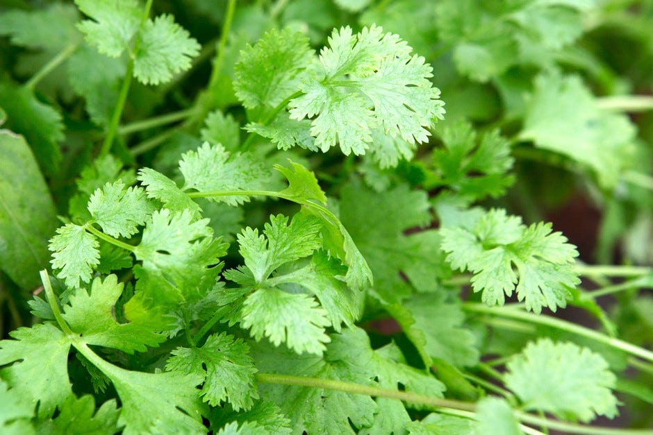 Coriander leaves Coriander leaves