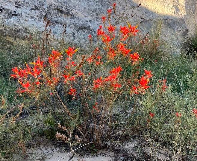 Picture of a desert plant with bright red flowers