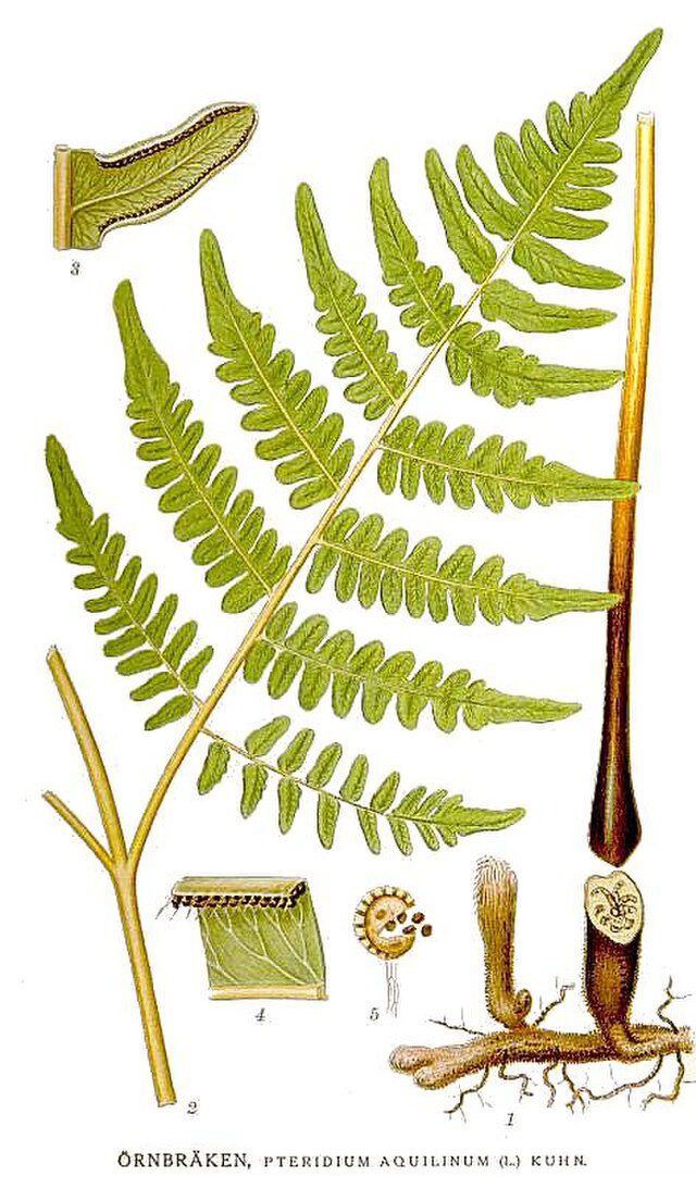 Botanical drawing of Pteridium aquilinum