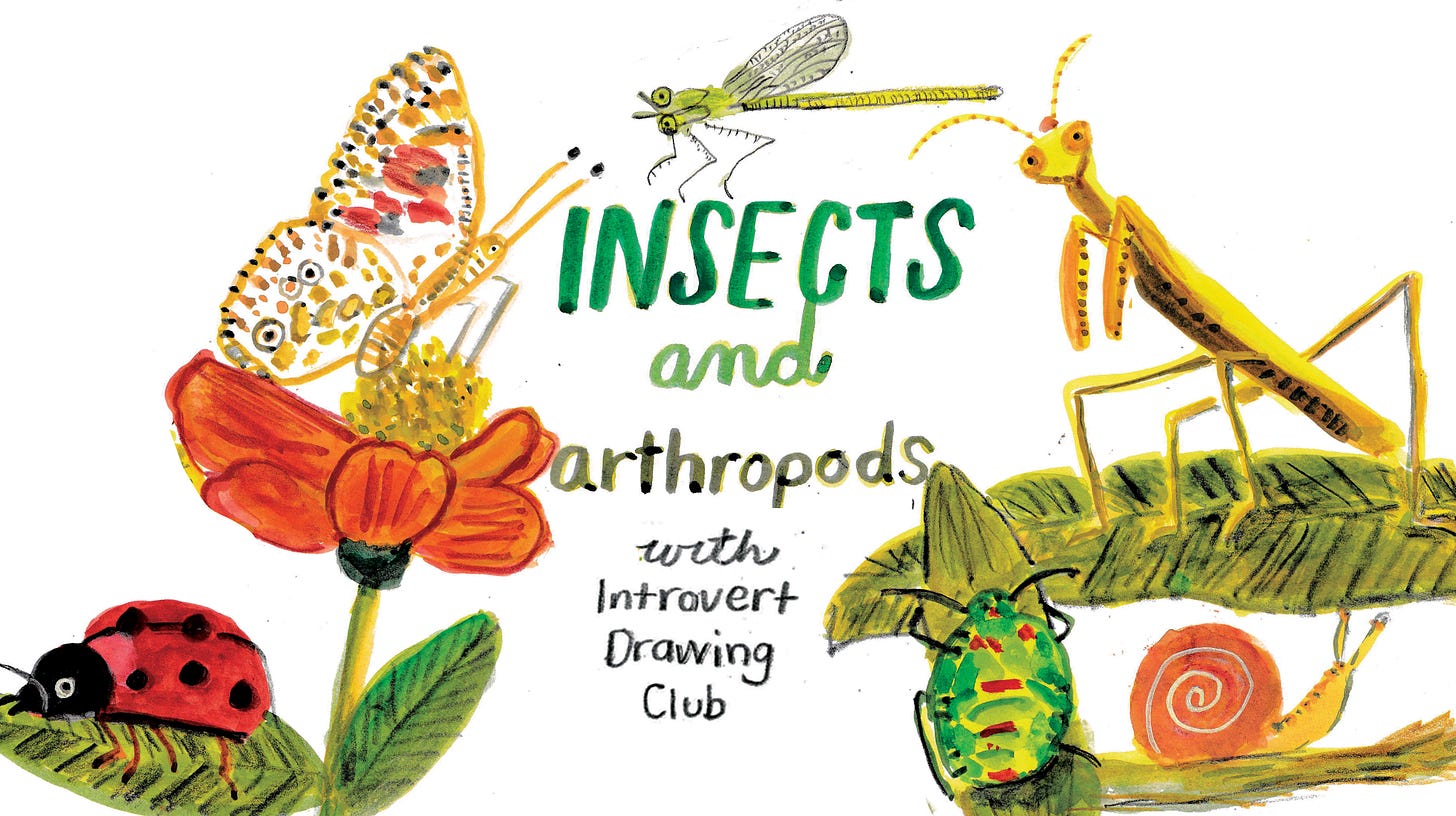 insects and arthropods with Introvert Drawing Club