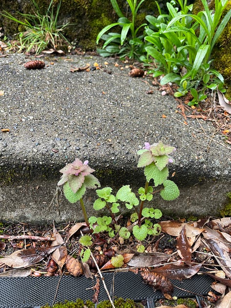 A series of three photos. First photo of a yellow flower. Second photo of a plant growing out of concrete. Third photo of a green leafy plant.
