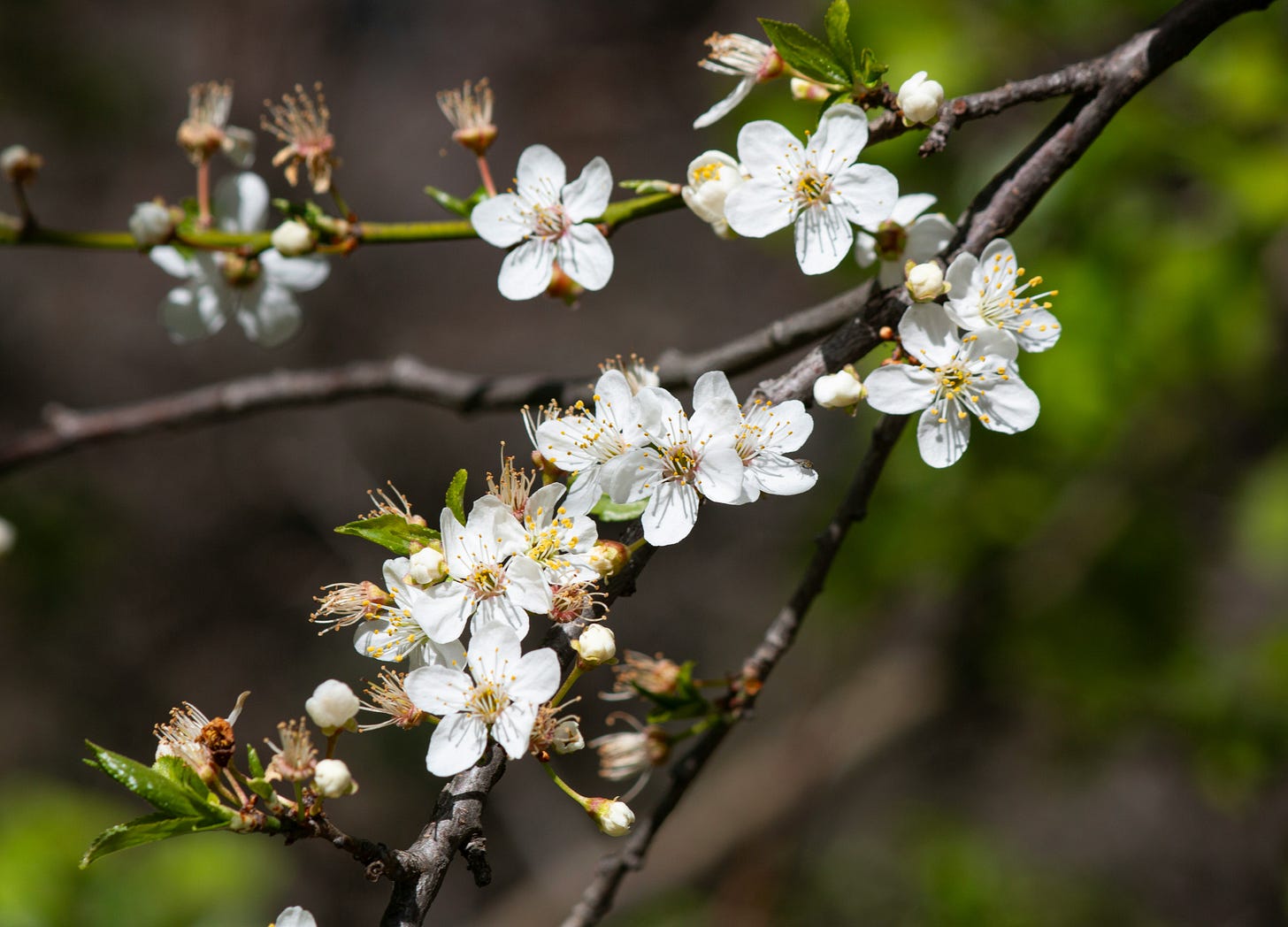 Premières fleurs blanches du printemps sur une branche