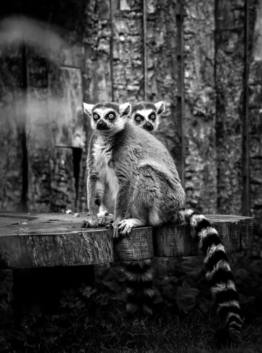 gray and black animal on brown wooden table