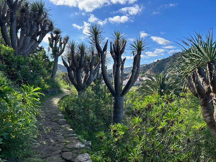 Paths alongside upright spiky dragon's blood trees and lowgrowing shrubs