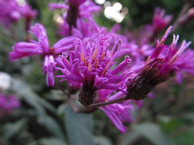 A fuchsia coloured flower, ironweed. A fuchsia coloured flower, ironweed.