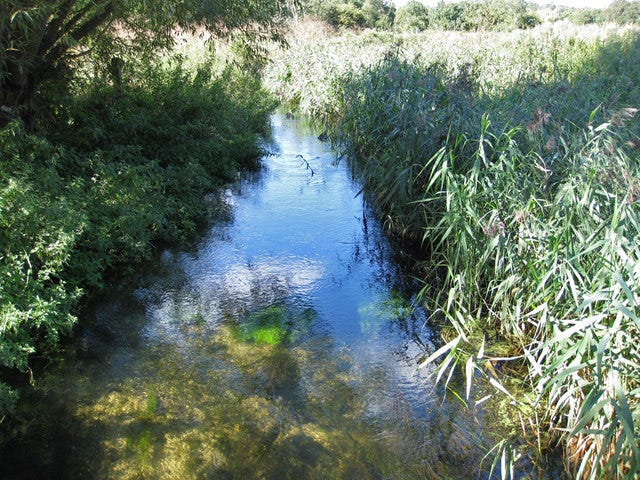 River Wensum flowing through Pensthorpe