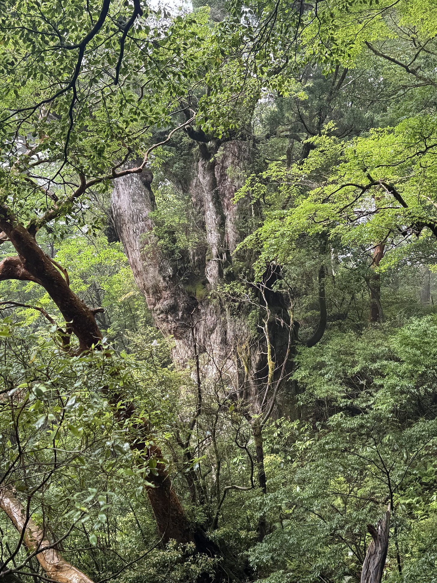 圧巻の縄文杉 圧巻の縄文杉