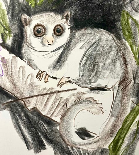 nocturnal and sea creature illustrations from Introvert Drawing Club
