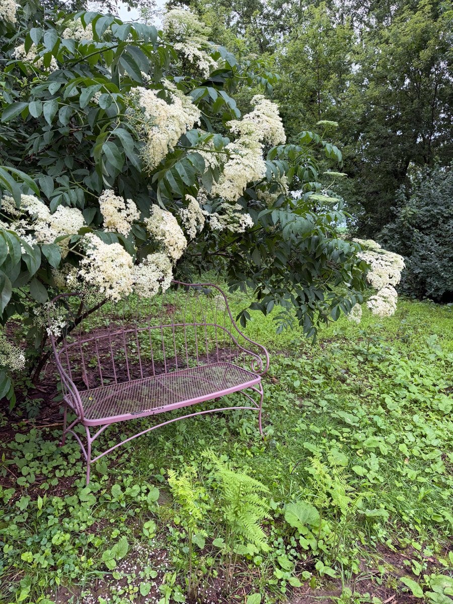 a red metal bench is nestled within the branches of a beautiful elderberry bush in full bloom