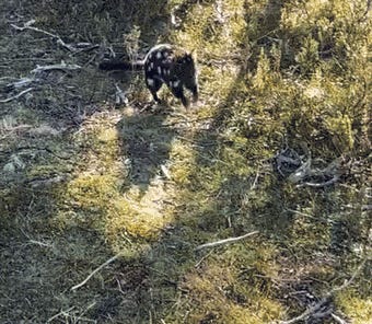 Sh*t Still Going Down. Tabs, Fri., March 6, 2025