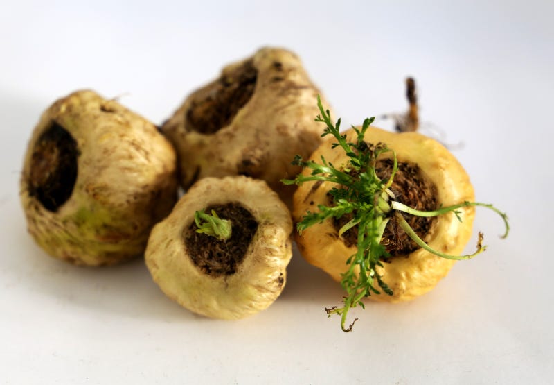 Maca Appearance