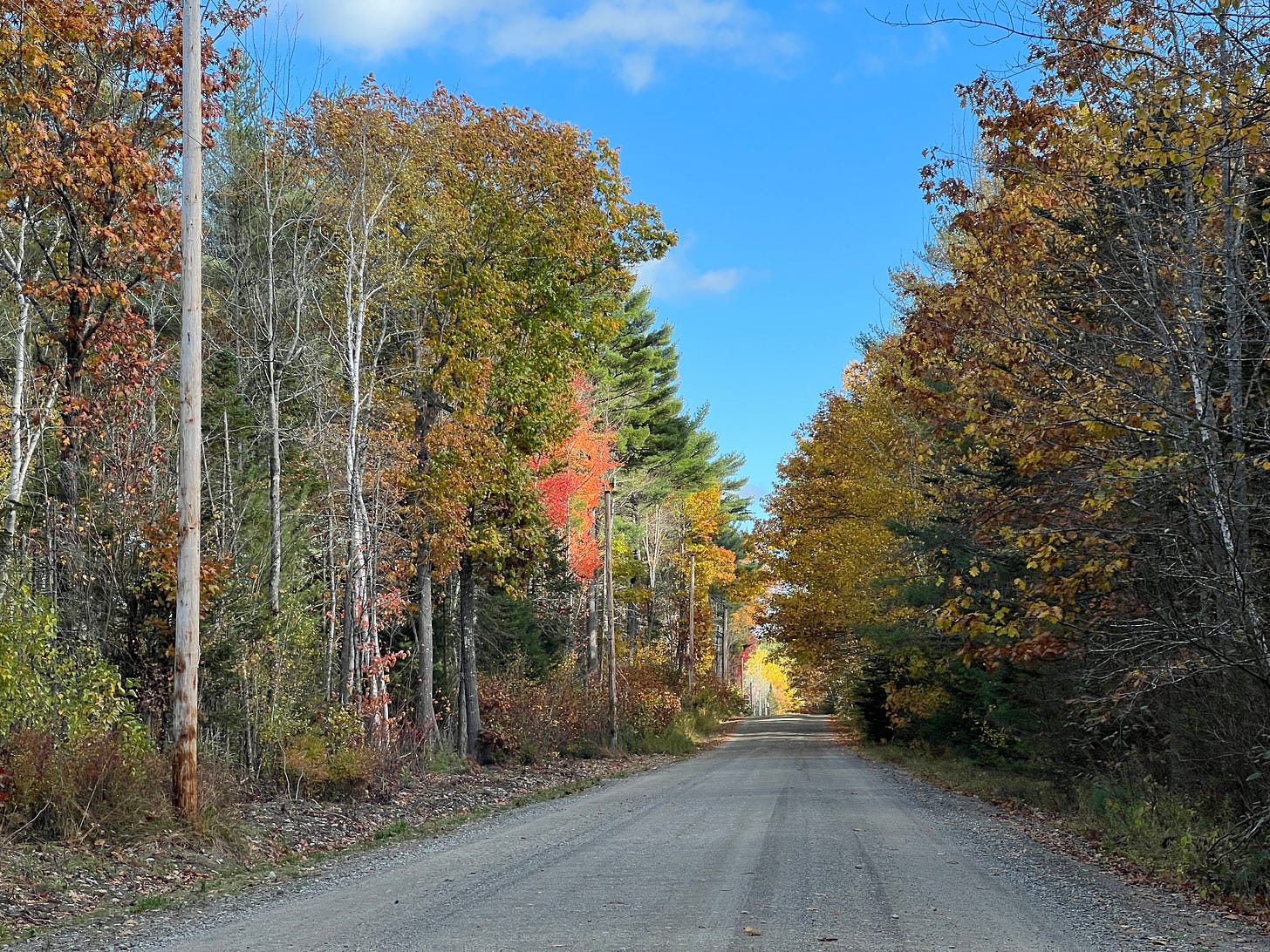 A Walk In The Woods | Mind the Moss | Miles Howard | Substack