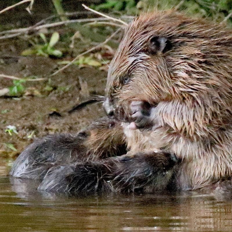 A Beaver family take advantage of the River Otter for the first time since the 17th century. A Beaver family take advantage of the River Otter for the first time since the 17th century.