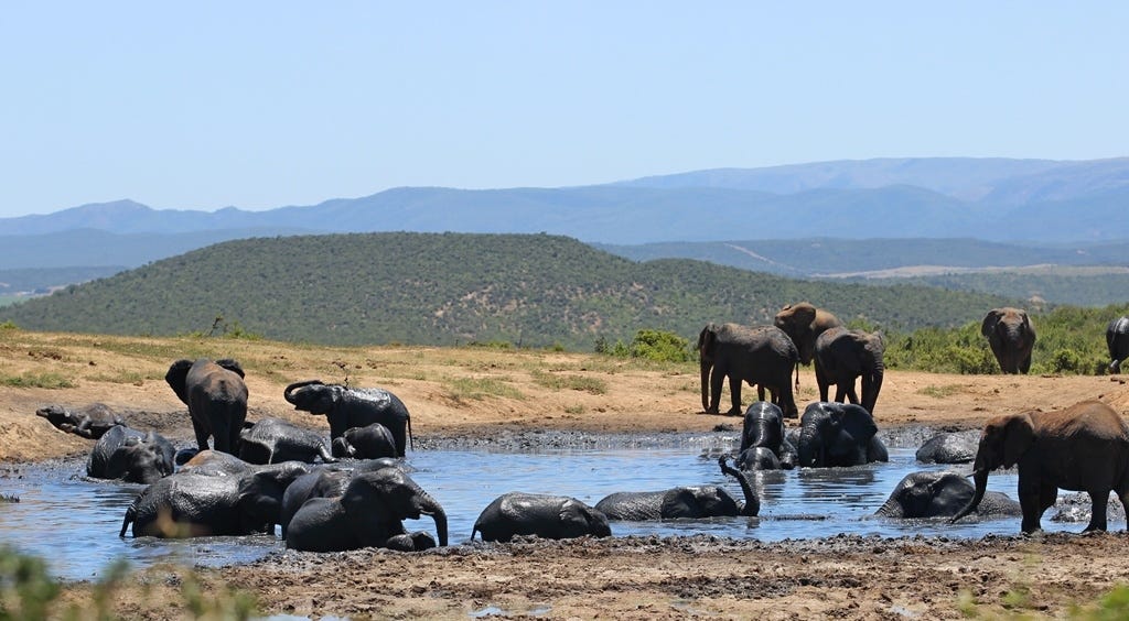 Herd of elephants in Gwarrie Pan Herd of elephants in Gwarrie Pan