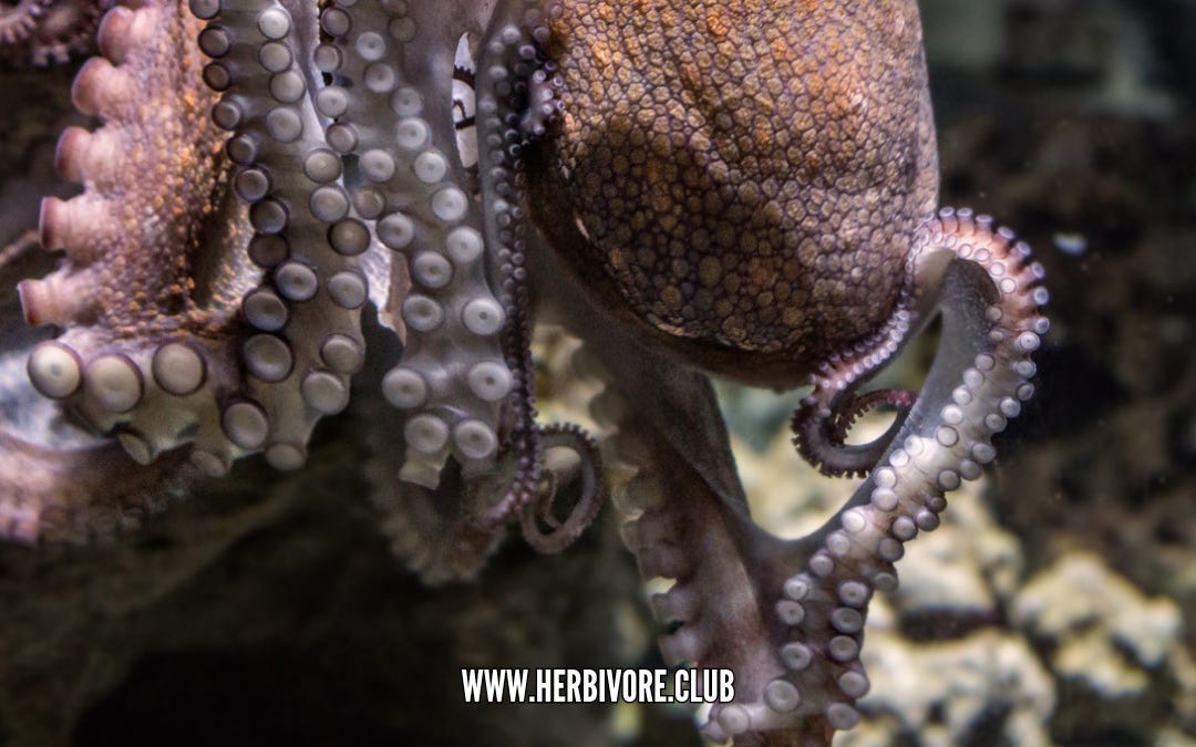 The Octopus Advocate’s Guide