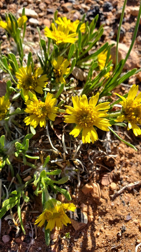 A gallery of six photos of wildflowers. All the flowers are small and grow close to the ground. There is a mix of yellow, pink, purple, and white flowers. The ground beneath them is a reddish clay/dusty soil.