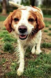 funny brittany spaniel walking on grassy meadow