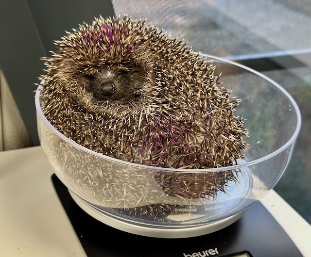 Hedgehog curled up in the bowl of a scale