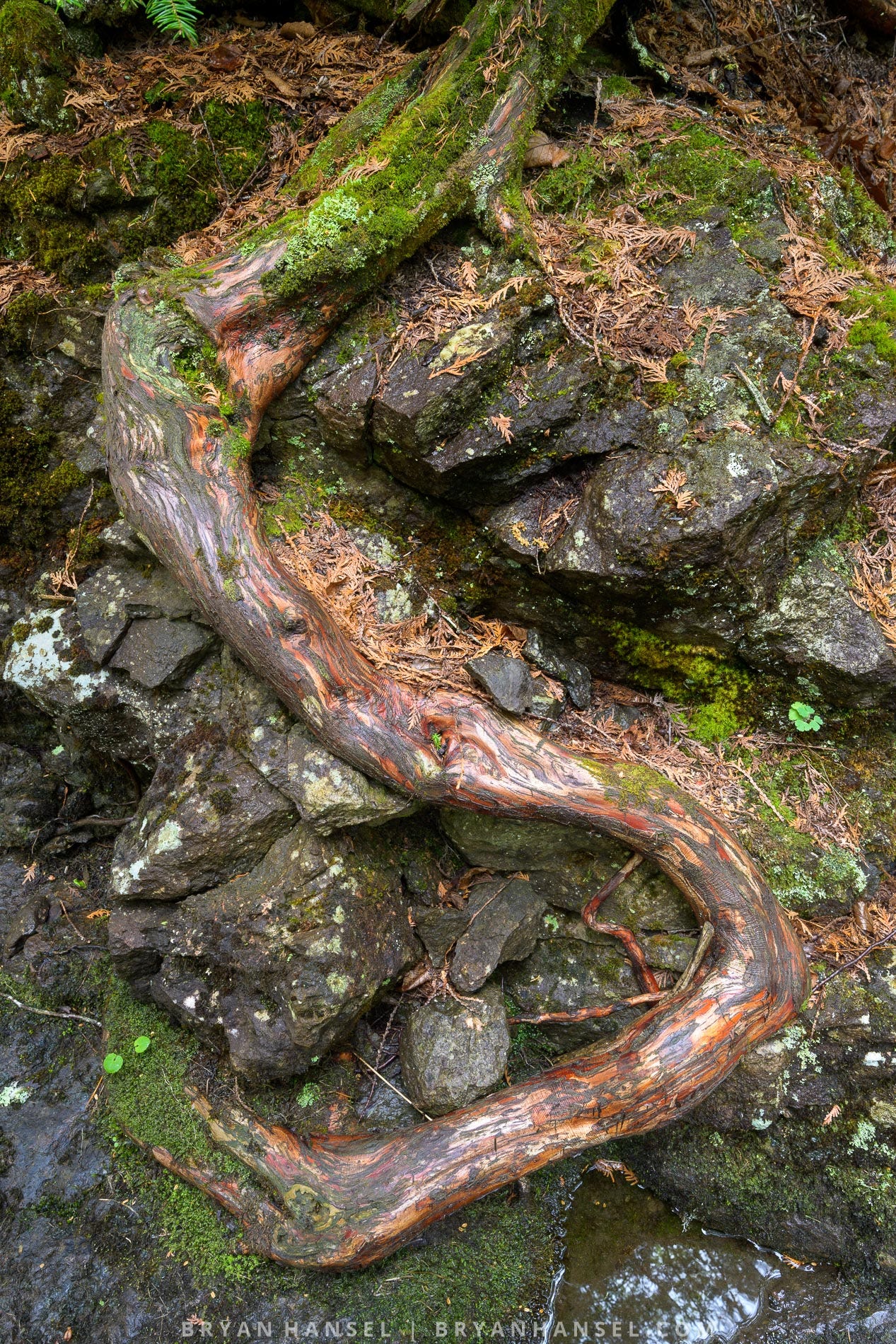 a twist white cedar root that is shaped like an "S"