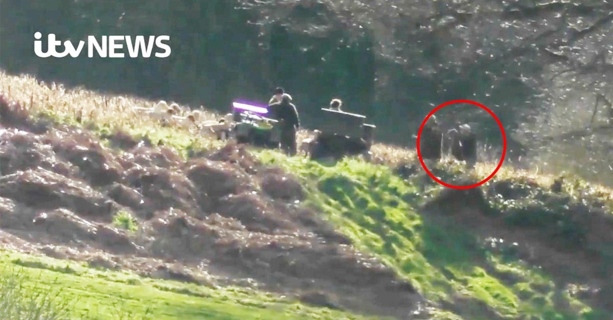 Several terriermen and a huntsman are standing around two quad bikes. A pack of fox hounds is gathered next to them. One terrierman is holding a sack, about to turn it upside down. Several terriermen and a huntsman are standing around two quad bikes. A pack of fox hounds is gathered next to them. One terrierman is holding a sack, about to turn it upside down.