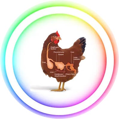 Why Not Have Sex With A Chicken? - Layman Pascal