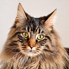 Friend Of Maine Mass Shooter Saw Something, Said Something, For All The Good It Did. (It Did None Good.)