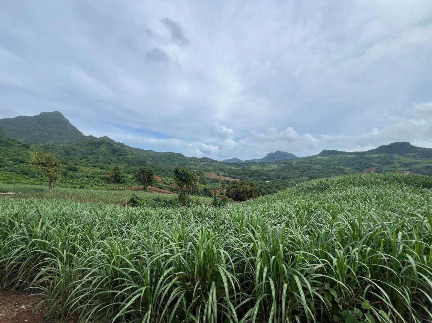 Distillerie Manutea sur l’île de Moorea, productrice de rhum pur jus de canne.