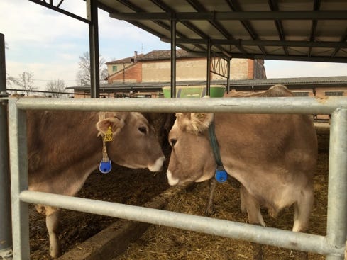 Cows in a pen with a metal fence

Description automatically generated