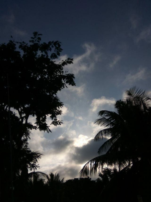 A silhouette of two trees on either side of the frame with a blue sky in the middle. A silhouette of two trees on either side of the frame with a blue sky in the middle.